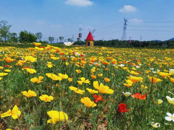 太陽花